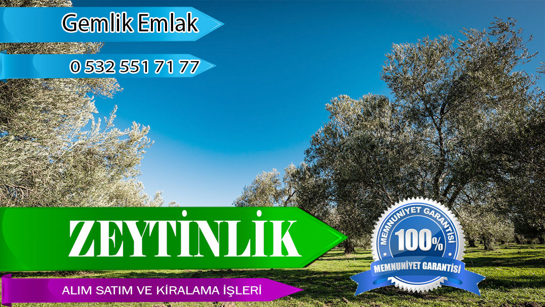 Zeytinlik Alım Satım Kiralama