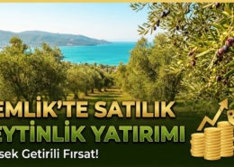 Gemlik bölgesindeki zeytinlik
