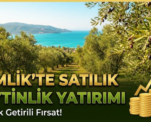 Gemlik bölgesindeki zeytinlik