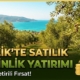 Gemlik bölgesindeki zeytinlik